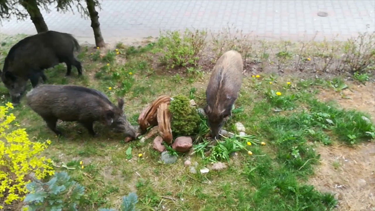 Dziki w mieście Olsztyn