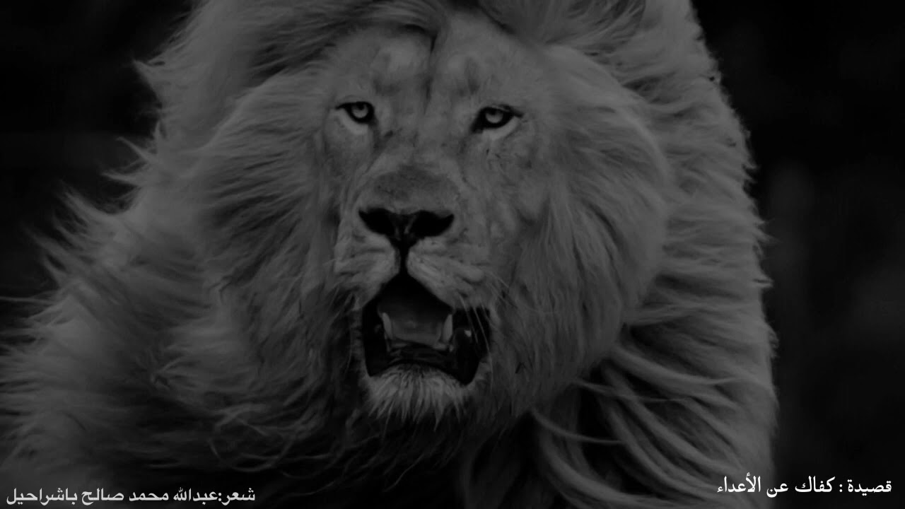 قصيدة : كفاك عن الأعداء نصر المسالم   للشاعر/ عبدالله محمد صالح باشراحيل