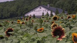 Yenser's Tree Farm to hold annual Sunflower Festival