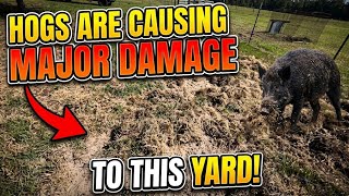FERAL HOGS causing MAJOR DAMAGE to this yard #wildboar 