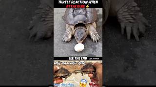 Turtle Strikes Fast ⚡🐢… But the Cat is Even Faster! 🐱🔥 #trending #animals #wildlife #nature #cat