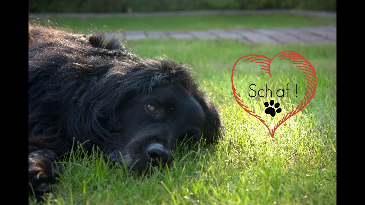 "Schlaf" Wie bringe ich meinem Hund bei sich auf die Seite zu legen