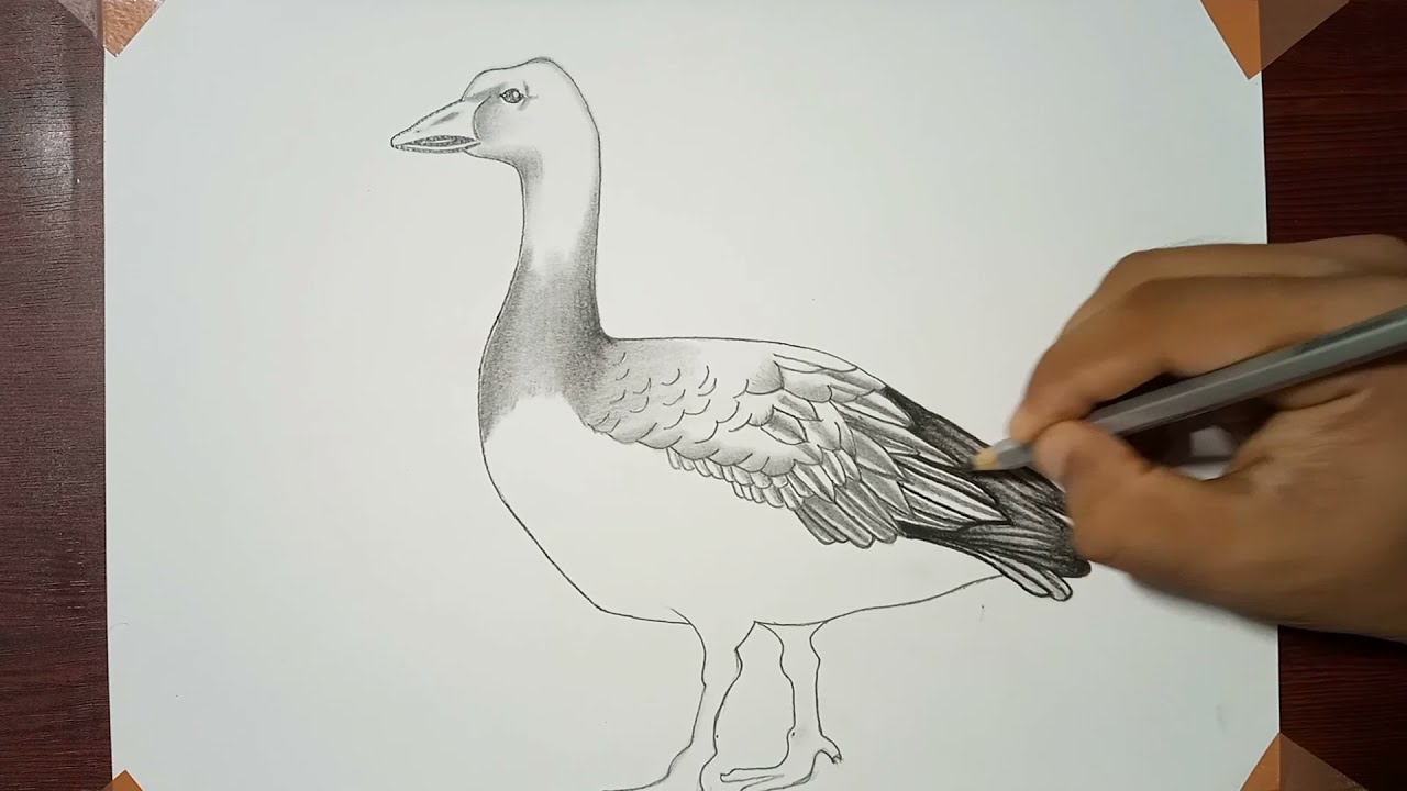 Sketches Of Geese