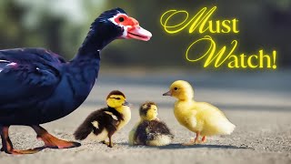 Funny Duck And Duckling Life Adventure 🐥🦆 by 👑 Miss Lulu & 🎩 Sir Dub-B  152 views 5 months ago 3 minutes, 36 seconds