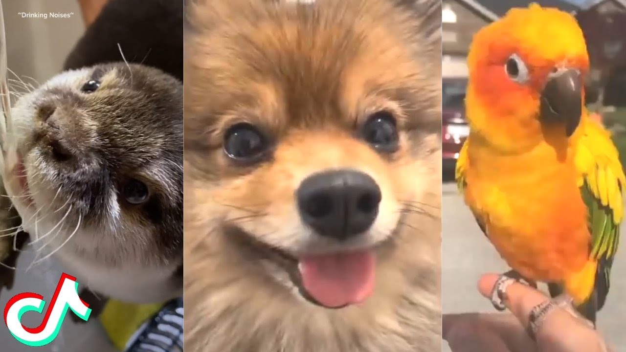 Funny TikTok Pets that will make you Smile! - #3 - YouTube