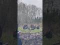 Стая индеек на расстоянии выстрела 😱🦃 | Очень близкий кадр#Hunting#TurkeyHunt#CloseShot#Wildlife