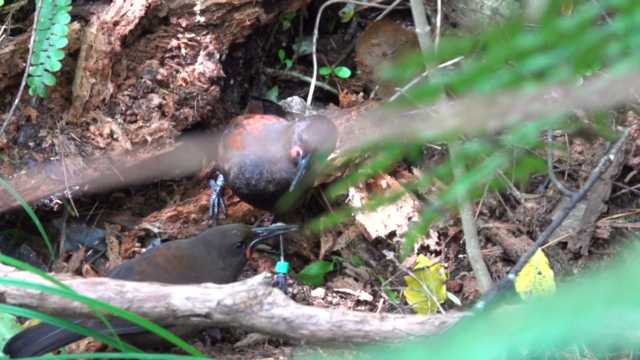 Tieke   courtship feeding 30 10 25