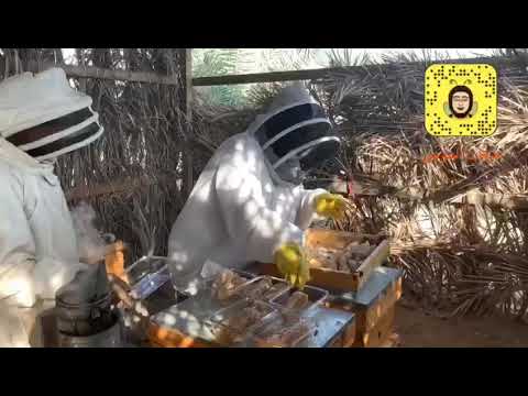 انتاجي من العسل السدر قطر الدوحة 2019