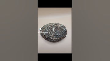 Abalone Shell