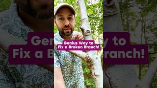 Genius Way to Fix a Broken Branch #shorts #fruittree #gardening #growyourownfood #figtree #garden