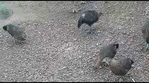 me nyuam qaib qus txuam #2