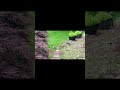 I love rabbits! #easylife #relaxingvideo #simplethings #creation #animals