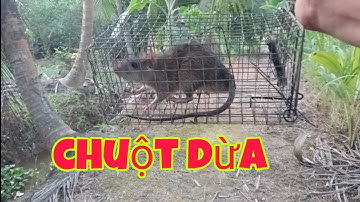 đi thăm bẩy chuột trên cây dừa vào ngày mùa gió chướng #NiNguyentv154