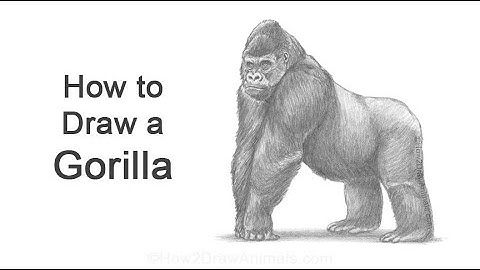 How to Draw a Gorilla