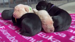 River Stone | Holly x Brock | 2weekold British Labrador Puppies