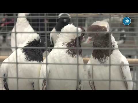 Традиционная выставка голубей Юрия Неёлова открылась в Тюмени