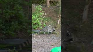 My backyard has a new security guard 🦝😂#widegeographics #raccoon #backyard #wildlife