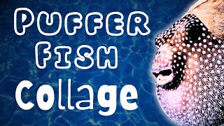 Puffer Fish Collage Page