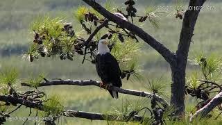 Adult Bald Eagle Perches Near Savannah Cam – Sept. 23, 2020