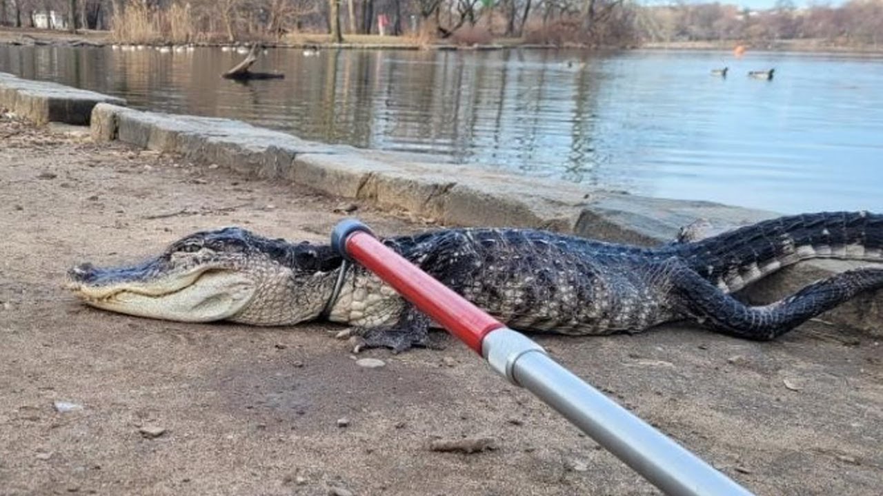 Alligator found in Brooklyn's Prospect Park