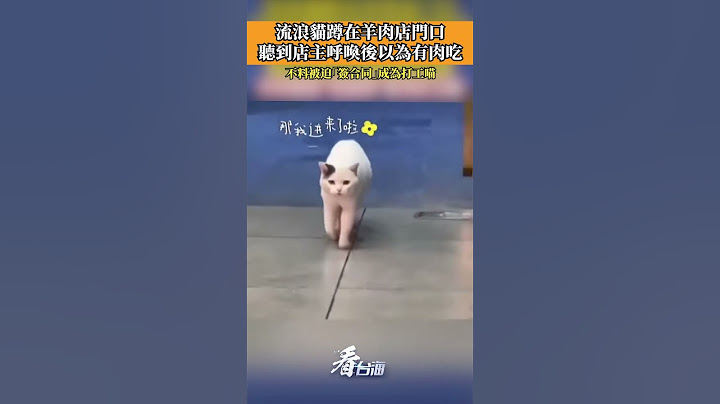 流浪貓蹲在羊肉店門口，聽到店主呼喚後以為有肉吃，不料被迫「簽合同」成為打工喵
