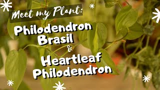 Meet My Plants | Philodendron Brasil & HeartLeaf Philodendon | EP 05