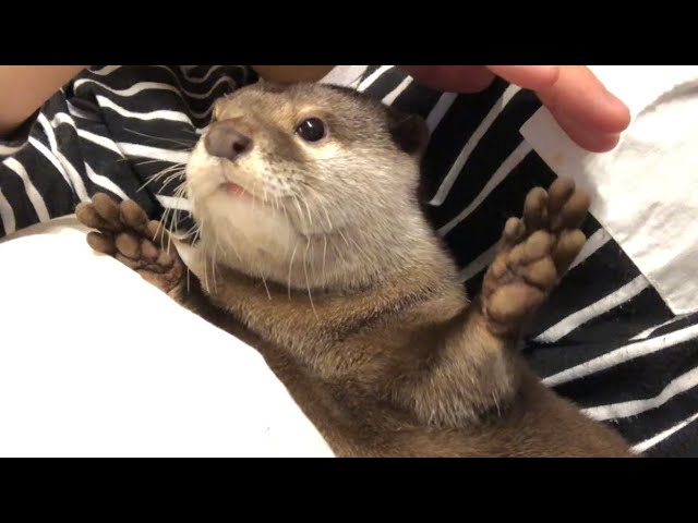 カワウソさくら まだ寝たくない人ー？はーい fawn on before going to