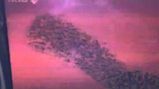 Starlings Clearly draw the Number 6, On  BBC HD's Excellent 'The Code'