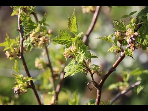 Гвендолин Кристи Рост И Вес