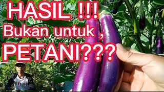 PANEN TERONG UNGU DENGAN HASIL YANG MELIMPAH