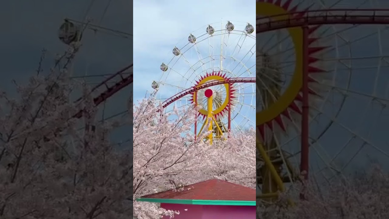 Riding the red train through a sea of cherry blossoms 🌸🚂. 