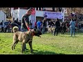 KARO PANTERLERE BENZEDİĞİ İÇİN ANADOLU ÇOBAN KÖPEĞİ DEDİLER!! SAMSUN KÖPEK YARIŞMASI.