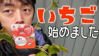 【家庭菜園】冬から始めるイチゴ栽培