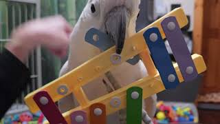 When A ... Cockatoo...messes With The Camera