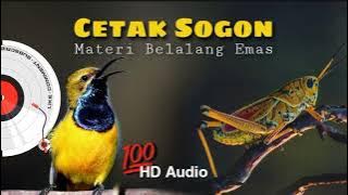 Masteran Sogon Paling Mudah Masuk ‼️ Belalang Emas