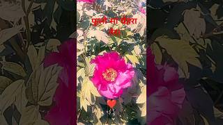 श्रीनिरंग #shortsvirol #nature #song #travel #love #lifeisbutadream