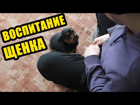 Видео: Как лечить укусы блох на собаках: 15 шагов