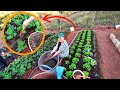 ADUBÃO PARA TODAS AS PLANTAS, TURBINE SUA HORTA