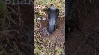 बिल से अचानक निकला विशाल सांप! 🐍#Saanp #Snake  #Cobra #Wildlife #Shorts