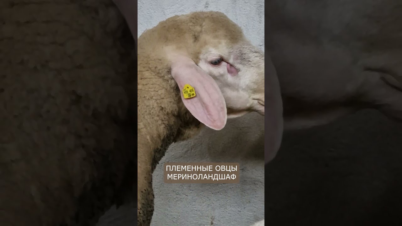 Племенные овцы Мериноланд!