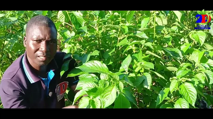 HEALTH BENEFITS OF SCENTLEAF | STEPHEN GARIBA #stephengariba #holistichealth #herbalmedicine #health