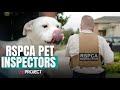 Meet the rspca pet inspectors looking out for australias animals