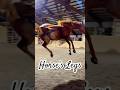 Horse’s legs🐎🦵 #fyp #animals #youtubeshorts #facts #horse