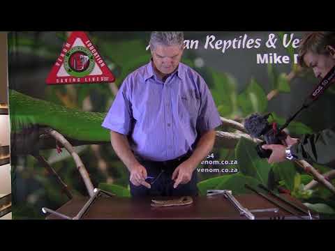 Snake Identification Video Series No  8   Common Night Adder