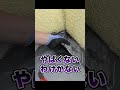ベランダの床をベリベリ剥がします【外壁塗装 / リフォーム】