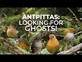 Antpittas the ghosts of the forest