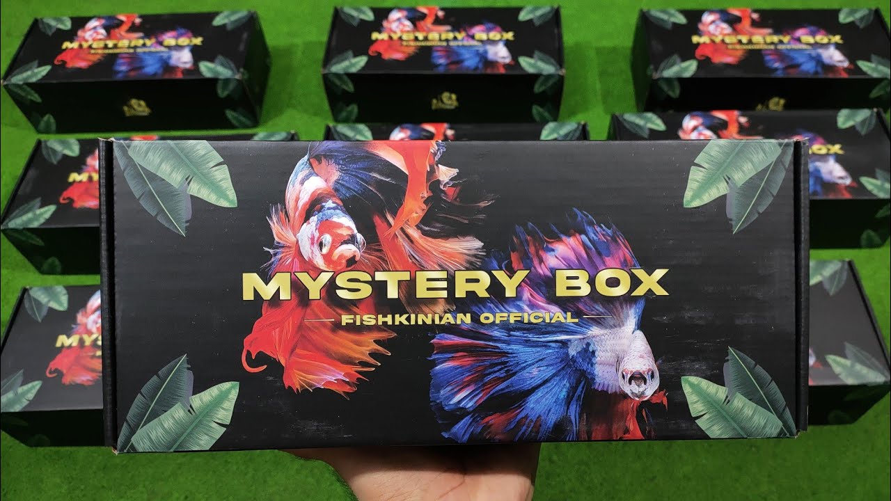 BAKAL VIRAL BGT NI!!! MYSTERY BOX CUPANG FISHKINIAN LIMITED EDITION!