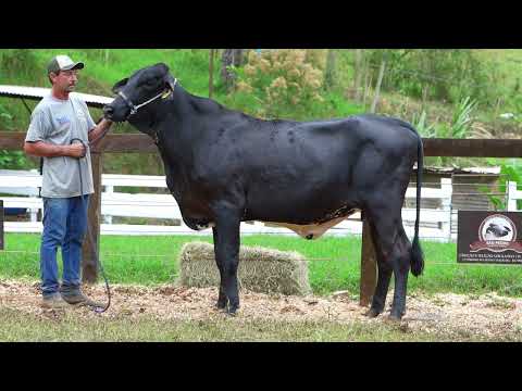 Lote 43 • Leilão Girolando Agropecuária São Pedro • 2261CL