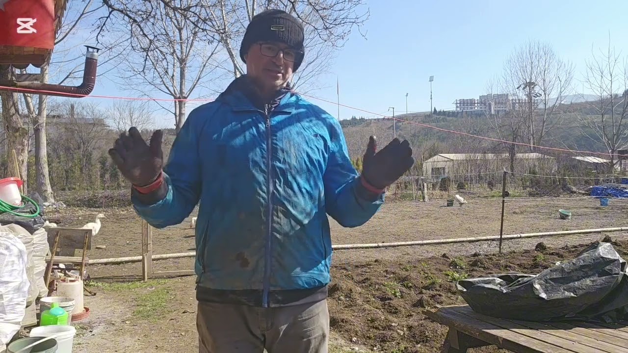 MAST KAZININ ÖZELİKLERİ.  60 GÜNLÜK MAST KAZ PALAZI TARTIMI #kaz #hobibahçesi #doğa #birds #