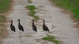 Black-bellied Whistling Ducks